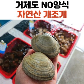 남해안 산지직송 국내산 개조개 1kg 2kg, 개조개_1kg, 1개