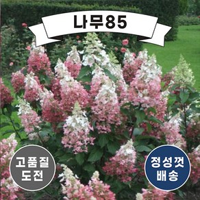 (나무85) 목수국 나무 5종