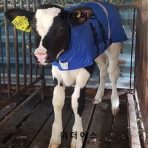 송아지방한복 송아지옷 깔깔이 조끼 패딩 방한복 축산용품