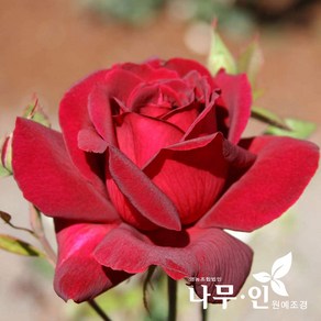 [나무인] 고급사계정원장미 오클라호마(빨강색)