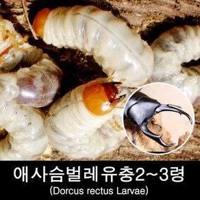 애사슴벌레애벌레2~3령/Docus ectus(경남산지), 1개