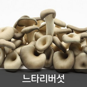 약수농장 느타리버섯 2kg(보통), 1박스, 2kg