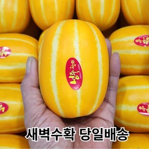 [산지직송 당도선별] 성주 꿀 참외 [혼합/꼬마/중과/대과] 선물용 로얄과 2kg 3kg 5kg 10kg, 1개, 09. 중과 2kg