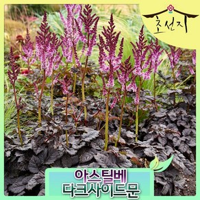 [초선지] 자엽 노루오줌 아스틸베 다크사이드문 7치화분 신품종 네덜란드 직수입, 1개