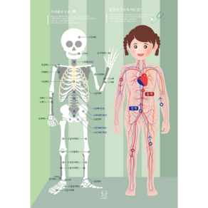 [디자인완두] 뼈와심장이 하는일 유아 포스터 어린이 학습 벽보 인체 우리몸