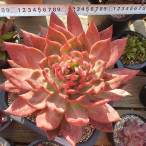 [수암다육] 묵은 원종 와일드브러쉬마리아 단품 Echeveia agavoides 'Maia' 다육 다육이 다육식물 국민다육 143, 1개
