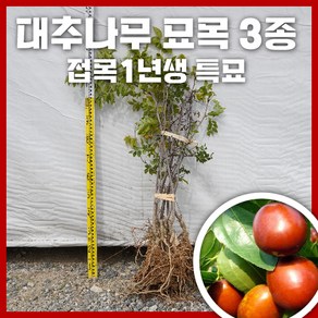 대추나무 3종 접목1년생 특묘 유실수 과실수 묘목 사홍대추(태상왕대추) 왕대추 복조대추, 왕대추, 1개