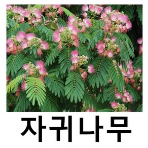 자귀나무 묘목 실생2년 특묘 5주묶음, 1개