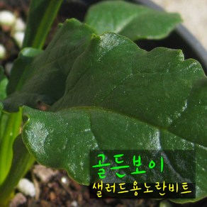 골든보이 (베란다재배/샐러드용 노란비트) 지름 10cm 소품 허브화분, 1개