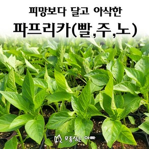 [모종심는아빠] 피망보다 달고 아삭한 파프리카모종, 1개, 노랑