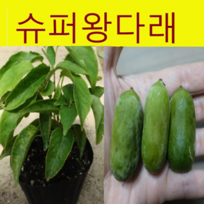 (D소망)개량왕다래묘목(용성2호)(1년생 포트) 1그루