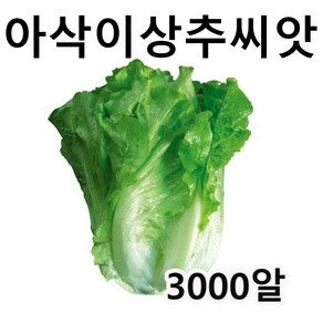 로메인 유럽상추 종자 씨아삭이상추씨앗3000알, 1개