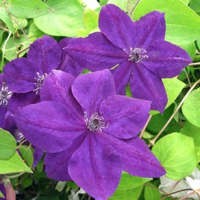 피어나라야생화 클레마티스 (아메티스트 뷰티), 1개