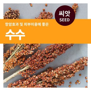 마이플랜트 수수 씨앗 30g, 1개