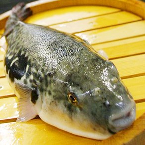 지리탕 손질 복어 500g 남해안 제철 참복 탕거리 보양 복지리, 1개, 500g 3-6미