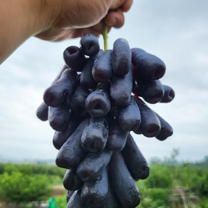 국내산 씨없는 고당도 블랙사파이어 가지포도 1kg 1.5kg 2kg 산지직송