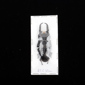 국산 넓적사슴벌레 건조표본 Docus titanus castanicolo, D.t.c 수컷 70-73mm, 1개