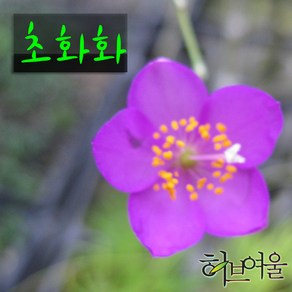 [허브여울] 초화화 (노지월동 야생화) 지름 9cm 소품화분 (상토와 마사만 사용), 1개