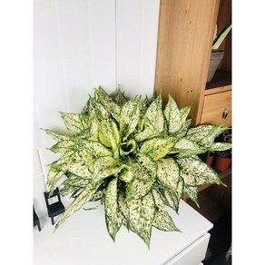 서비내 아글레오네마 스노우 샤파이어 대형 Aglaonema Snow Sapphire 인테리어 플랜테리어