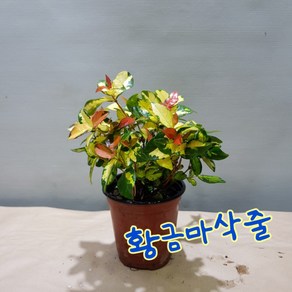 황금 마삭줄