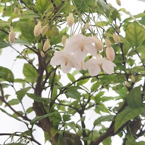 [꽃파는농부] 구하기 힘들고 향기가 좋은 애기별자스민(대품), 1개