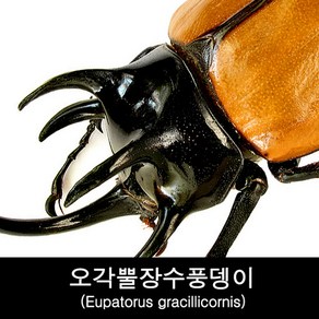 곤충표본 오각뿔장수풍뎅이 Eupatorus gracillicornis