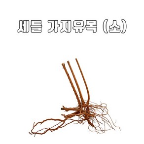 수아쿠아 자연 가지유목 랜덤발송, 1개