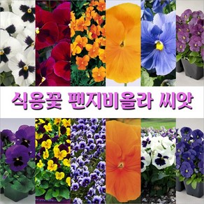 식용꽃 팬지비올라 씨앗