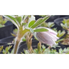 [평창][3포트]백두산분홍할미꽃, 3개