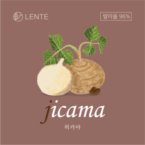 [명품] 25년도 생산 만파오 히카마 씨앗 모종 1/0.5kg 200/100/50g, 1개, 200g