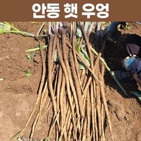 안동 햇 우엉 4kg 생우엉, 1개, 중품