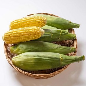 [삼형제농장] 강원도 달디단 초당옥수수(10개) 9cm~14cm, 1개, 중품 10개