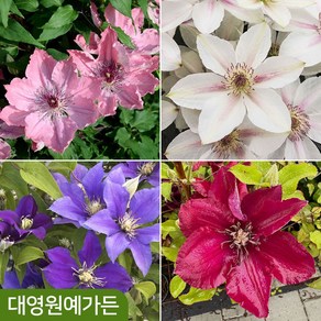 레이먼드 클레마티스 10cm포트 18종 택1 덩굴식물 큰꽃으아리 야생화, 1개, 06. 아메시스트뷰티 10cm포트