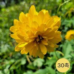 [발아율90%이상] 삼잎국화 겹삼잎국화 종근 모종, 1개, 30촉(노지)