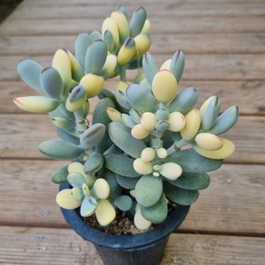 [수암다육] 컬러 방울복랑 랜덤발송 Cotyledon obiculata cv 다육 다육이 다육식물 592, 1개