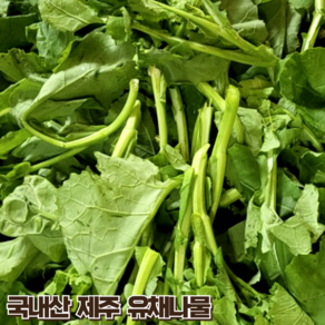 국내산 제주 유채나물 봄나물, 1개, 1kg