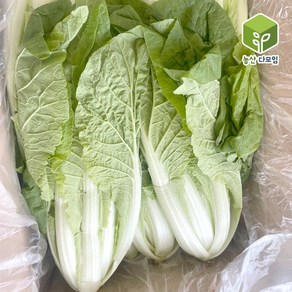 얼갈이 4kg, 1개