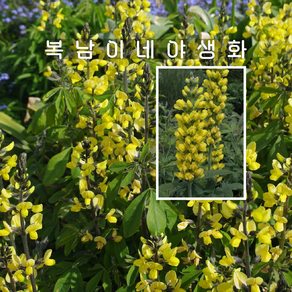 테르몹시스 [2포트 복남이네야생화 모종 themopsis], 2개