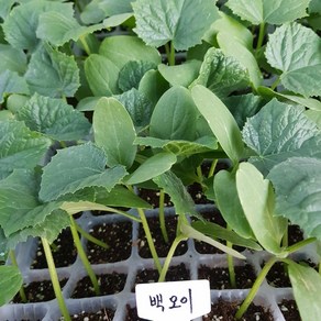 [모종모종]백오이 모종 (백다다기 2개)(여름 오이)오이