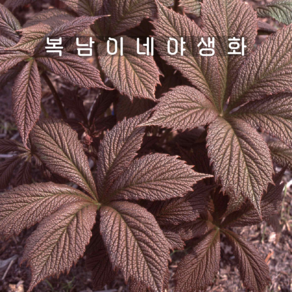 도깨비부채 초콜렛윙스 [1개 복남이네야생화 모종 수레부채 로저시아 odgesia], 1개