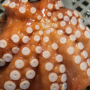 방금 조업한 싱싱한 자연산 돌문어 생물 빙장포장1kg Octopus