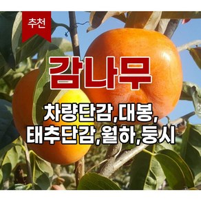 <장원농원> 감나무묘목 대봉 차량단감 월하 둥시, 둥시감-(접목1년생 중묘), 1개