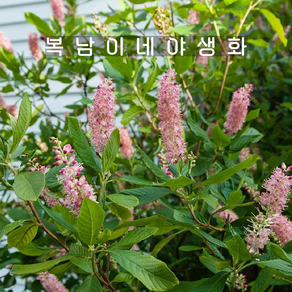 매화오리나무 루비스파이스 [1포트 복남이네야생화 모종 꽃나무 클레트라 cletha], 1개
