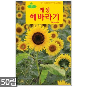 세인화분 키 작은 왜성 해바라기 50립, 1개