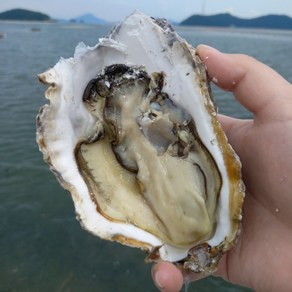 [싱싱냠냠] 프리미엄 삼배체굴 대왕굴 통영생굴 석화굴 바위굴, 1개, 2kg(4-6미)