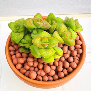 희성 농장직송 산아래 다육이 생명력최고 키우기쉬운 공기정화 전자파차단 하월시아 다육 식물 선인장, 1개, 럭셔리