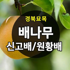 [경북농원] 배나무묘목(신고배/원황배/황금배) 접목 특묘 판매중, 신고배 접목  상묘, 1개