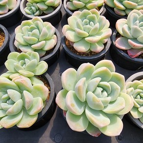 [해뜰다육] 아이시그린 다육식물 선인장, 1개