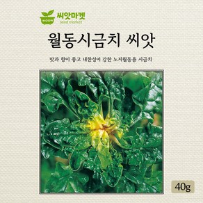 다농 노지 월동시금치 씨앗 40g, 1개