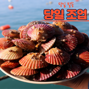 통영 홍 가리비 1kg 제철 선별 비단 캠핑 대왕 구이, 1박스, 특대 홍가리비 1kg(20미내외)